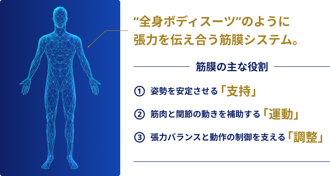 全身ボディスーツのように張力を伝え合う筋膜システム。