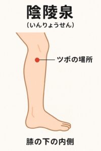 陰陵泉(いんりょうせん)|夏バテによる冷えやむくみ