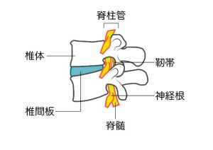 背骨の構造の図解