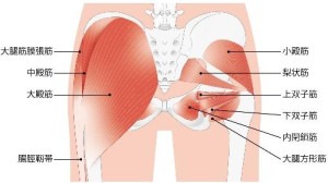 臀筋群の図解