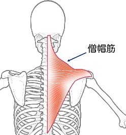 僧帽筋の図解イラスト